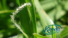 Load image into Gallery viewer, Kenda Kikuyu