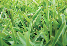 Load image into Gallery viewer, Sapphire Soft Leaf Buffalo - Shredded / Stolons