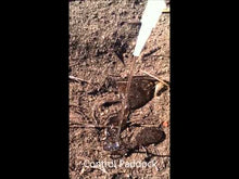 Load and play video in Gallery viewer, Eco-Wet