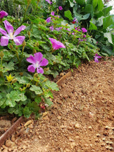Load image into Gallery viewer, Flexline™ Garden Edging 100mm high x 2200mm
