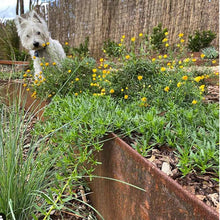 Load image into Gallery viewer, Flexline™ Garden Edging 400mm high x 2160mm
