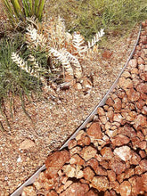Load image into Gallery viewer, Flexline™ Garden Edging 75mm high x 2200mm
