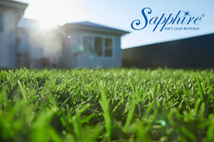 Sapphire Soft Leaf Buffalo - Shredded / Stolons